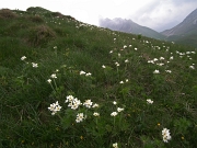 61 fiori di qua...